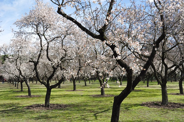 Almond Trees in Bloom