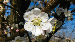 Apricot Blossom