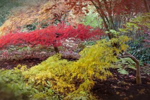 Japanese Maples