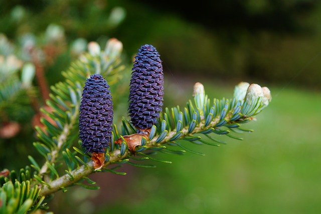 Fir Tree with Blue Cones