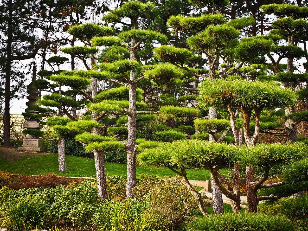 Japanese Yew Trees