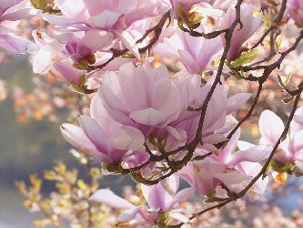 Magnolia Flowers in Detail
