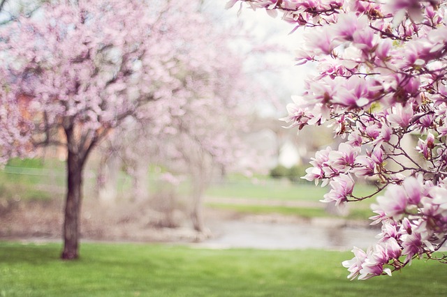 Magnolias in Flower