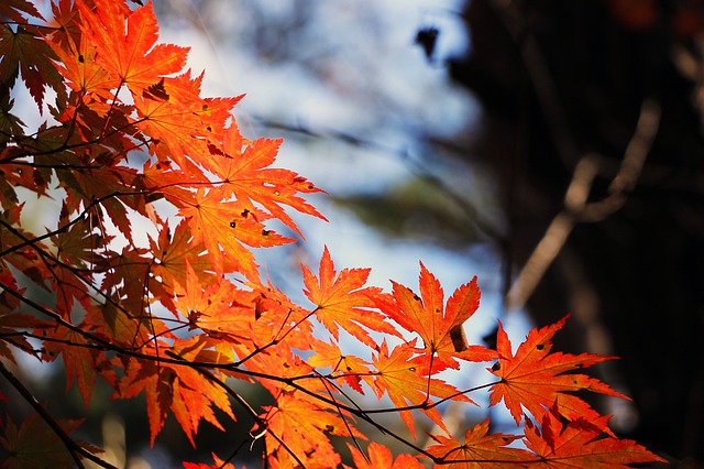 Maple Leaves in the Fall