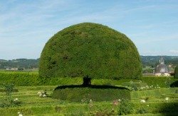 Yew Tree Topiary